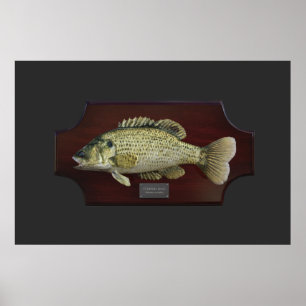 Stripe Bass Trophy Plaque Poster