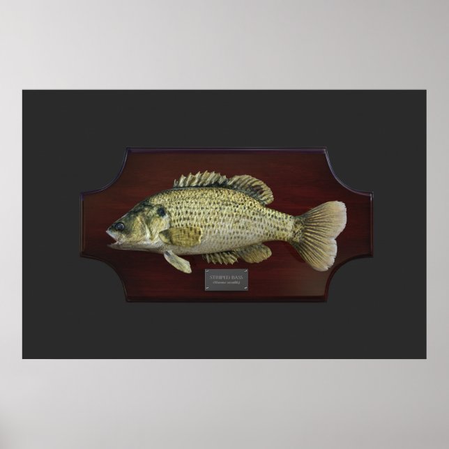 Stripe Bass Trophy Plaque Poster (Framsidan)
