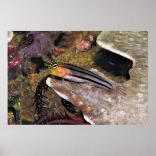 Stripe Blenny Poster