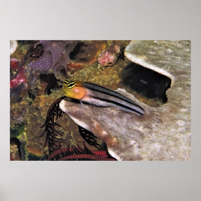Stripe Blenny Poster (Framsidan)
