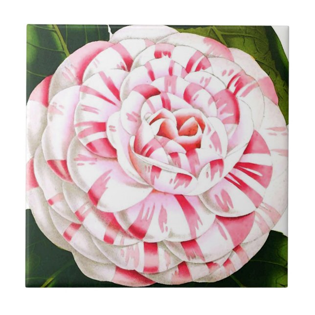 Stripe candy cane camellia kakelplatta (Framsidan)