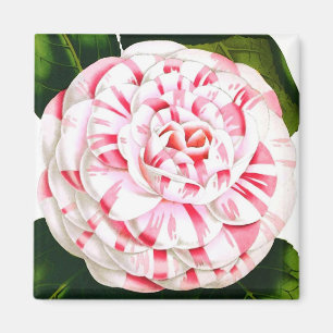 Stripe candy cane camellia magnet