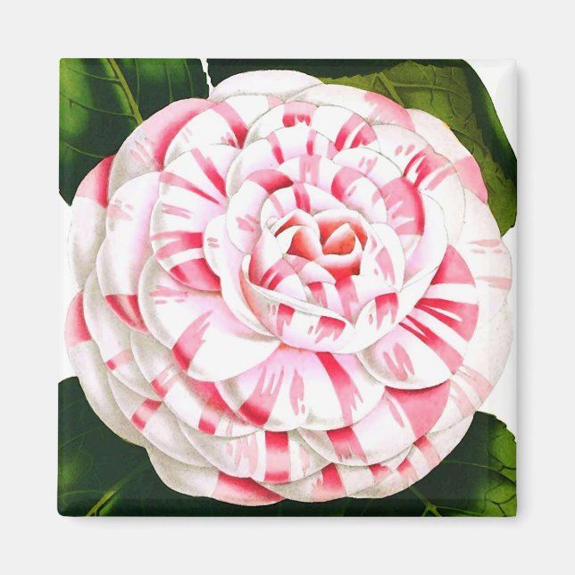 Stripe candy cane camellia magnet (Framsidan)