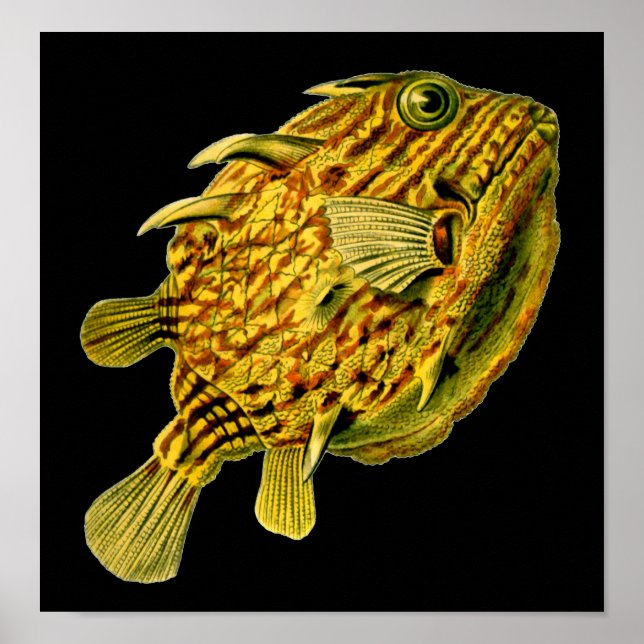Stripe Cowfish Ernst Haeckel Fine Art Poster (Framsidan)