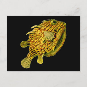 Stripe Cowfish Ernst Haeckel Fine Art Vykort