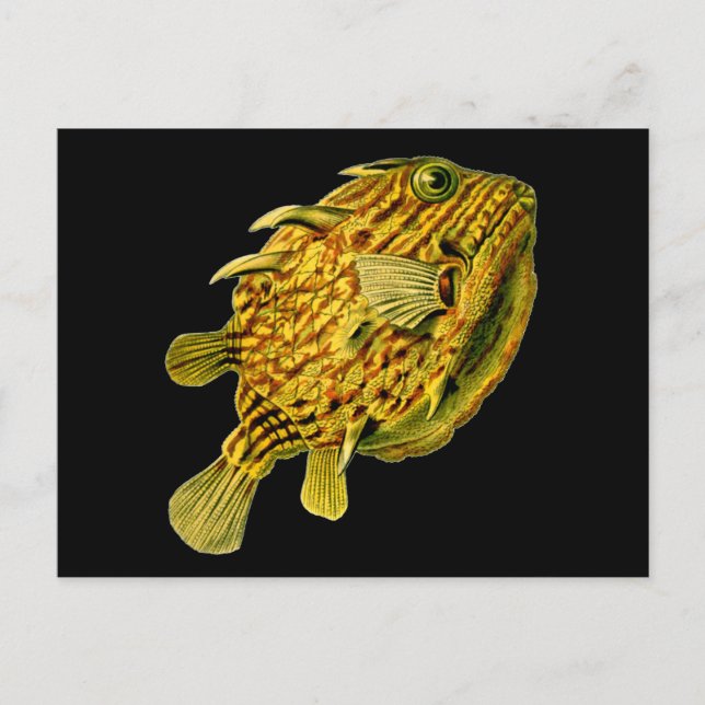 Stripe Cowfish Ernst Haeckel Fine Art Vykort (Framsida)