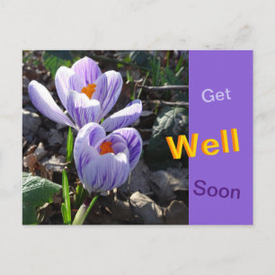 Stripe Crocusses Get well Soon Postcard Vykort