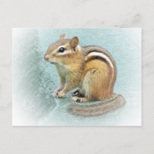 Stripe Cutie - Chipmunk Vykort