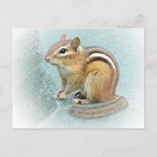 Stripe Cutie - Chipmunk Vykort