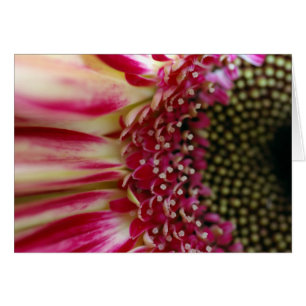Stripe Gerbera Peddles Card Hälsningskort