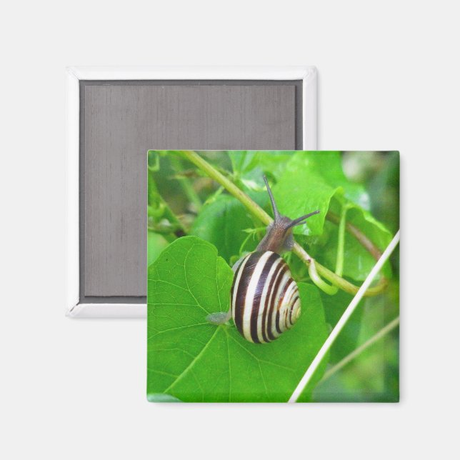Stripe Land Snigel på en Löv Magnet (Front/Back)