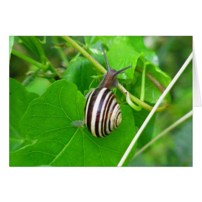 Stripe Land Snigel på ett tomt kort Grönt Löv (Framsidan Horizontal)
