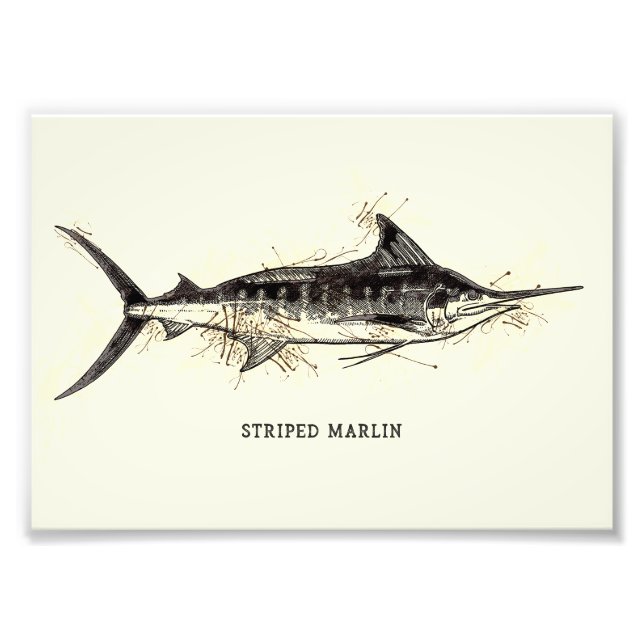 Stripe marlin Kajikia audax Vintage Teckning Art Fototryck (Framsidan)