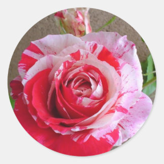 Stripe Ro Sticker Runt Klistermärke