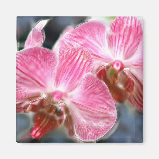 Stripe Rosa Phalaenopsis Orchids Magnet (Framsidan)