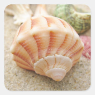 Stripe Sea Snäcka Lightning Whelk Fyrkantigt Klistermärke