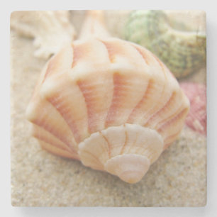 Stripe Sea Snäcka Lightning Whelk Underlägg Sten