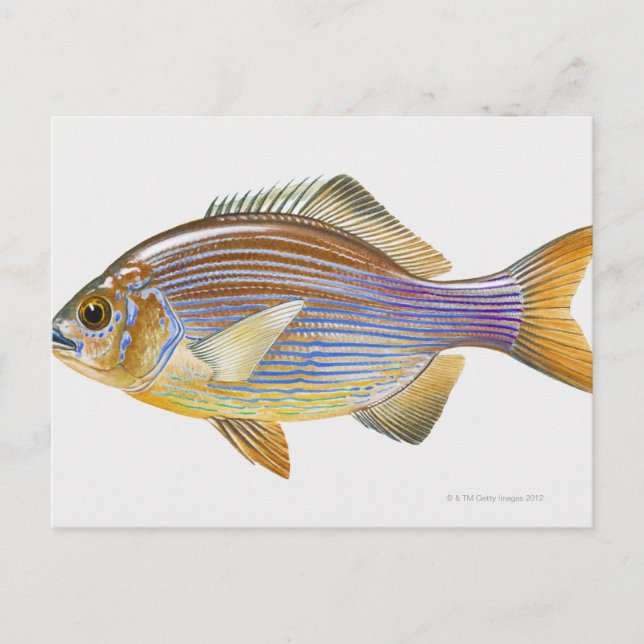 Stripe Seaperch Vykort (Framsida)