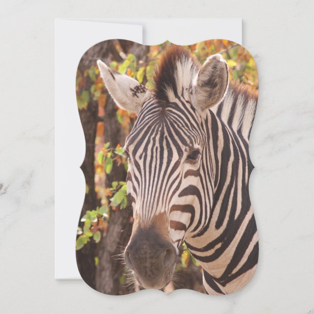 Stripe zebra nära i ett mopani-skogsfoto (Framsida)