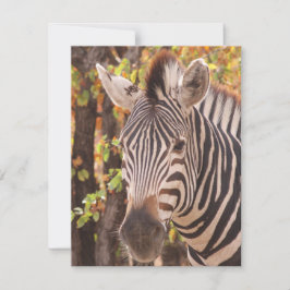Stripe zebra nära i ett mopani-skogsfoto julkort