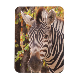 Stripe zebra nära i ett mopani-skogsfoto magnet