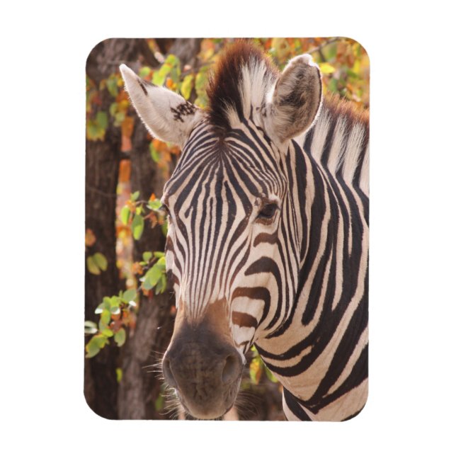 Stripe zebra nära i ett mopani-skogsfoto magnet (Vertikal)