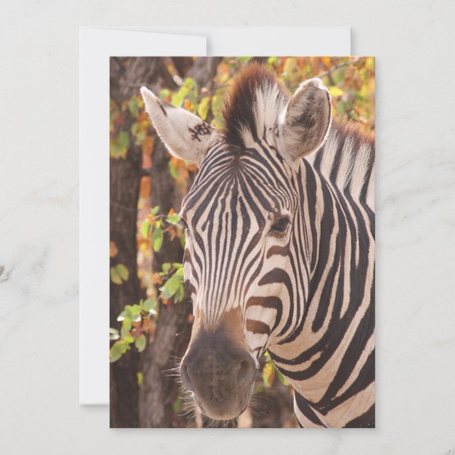 Stripe zebra nära i ett mopani-skogsfoto tack kort (Framsida)