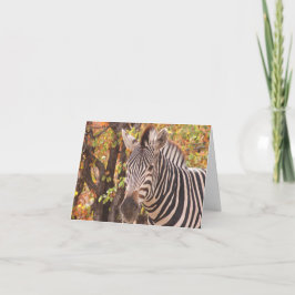 Stripe zebra nära i ett mopani-skogsfoto tack kort
