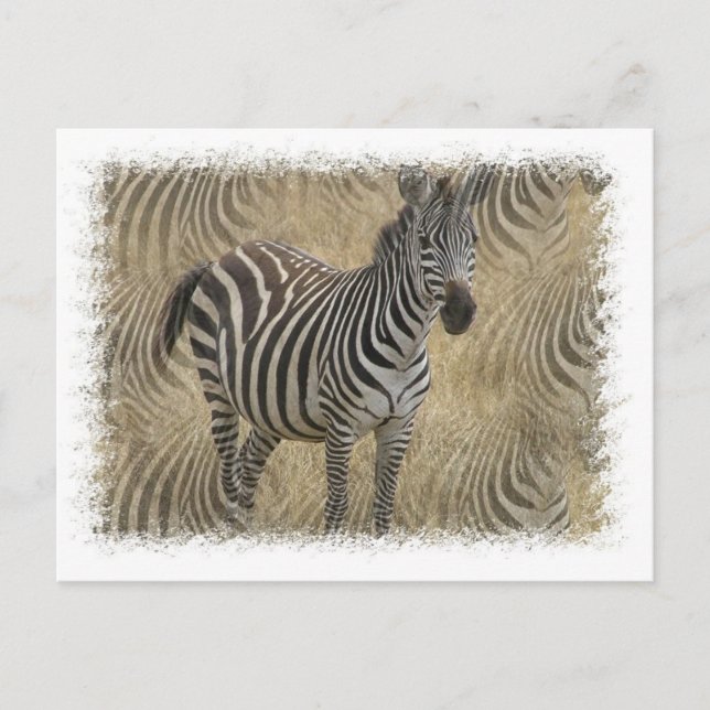 Stripe Zebra Postcard Vykort (Framsida)