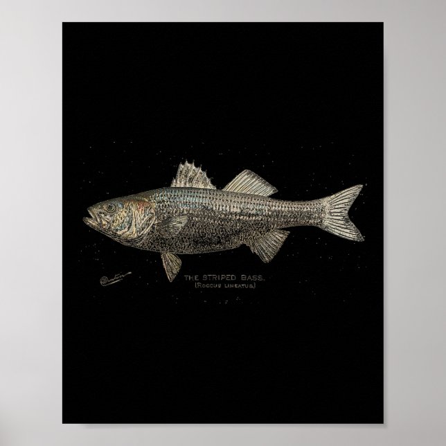 Striped B Fishing  Poster (Framsidan)