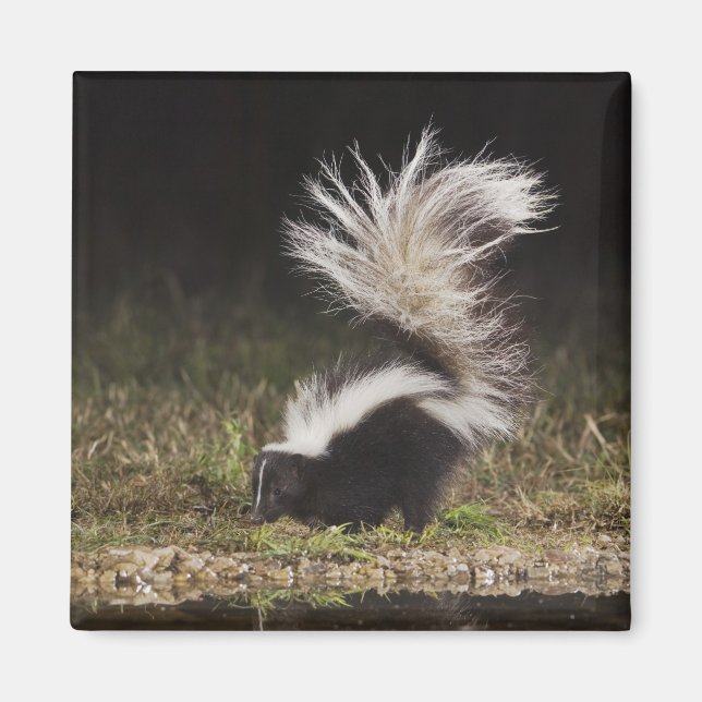 Striped Skunk, Mephitis mephitis Magnet (Framsidan)