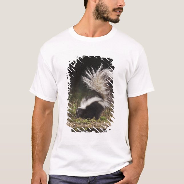 Striped Skunk, Mephitis mephitis Tee Shirt (Framsida)