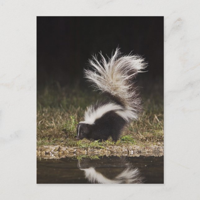 Striped Skunk, Mephitis mephitis Vykort (Framsida)