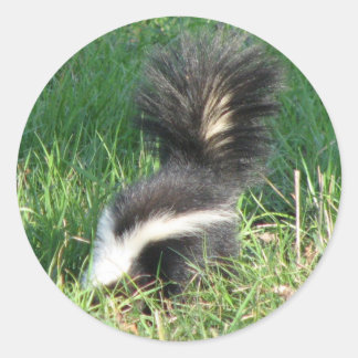 Striped Skunk Sticker Runt Klistermärke