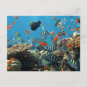 Stripey Tropical Fish Coral Chaos Helg Vykort