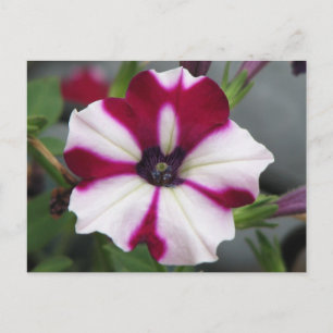 Strippad Lila Petunia Vykort