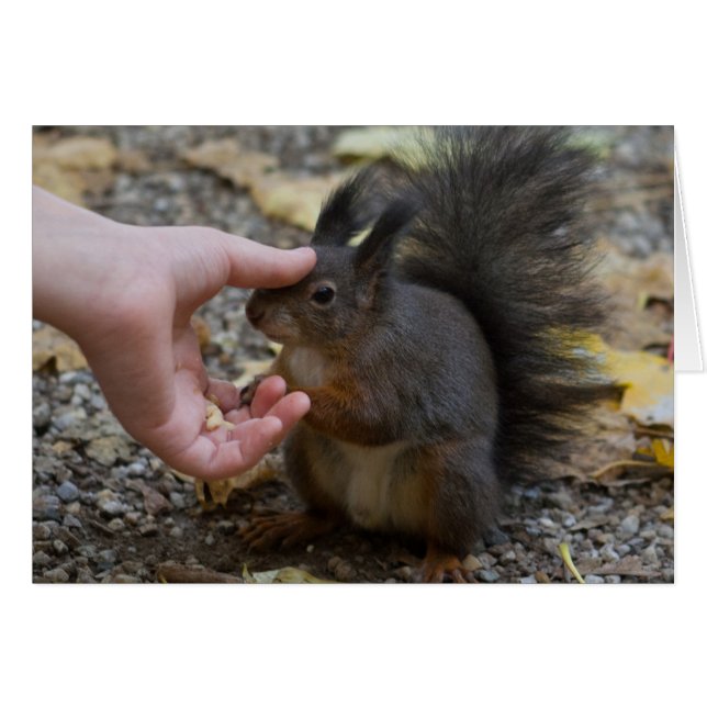 stroke en ekorre hälsningskort (Framsidan Horizontal)