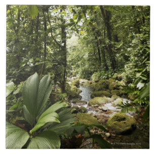 strömma i rainforesten, Dominica Kakelplatta