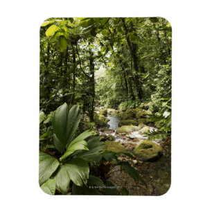 strömma i rainforesten, Dominica Magnet