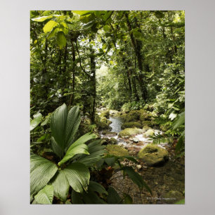 strömma i rainforesten, Dominica Poster