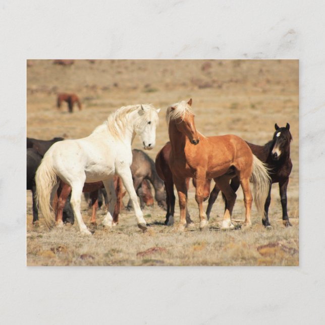 Strömuppspelning Vykort (Framsida)