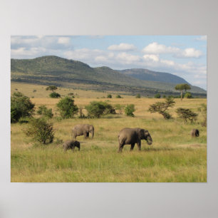 Ströva omkring för KENYA elefanter Poster