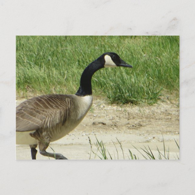 Strshing Goose Vykort (Framsida)
