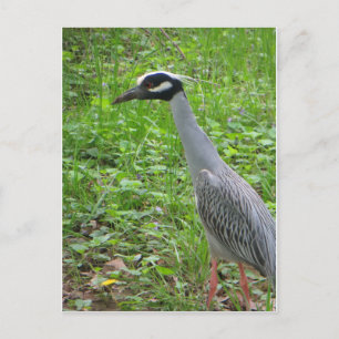 Strshing Heron Vykort