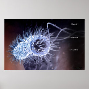 Struktur för en helicobacter pylori cell poster
