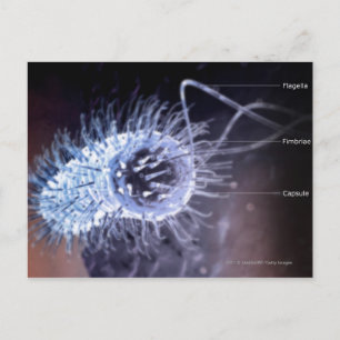 Struktur för en helicobacter pylori cell vykort