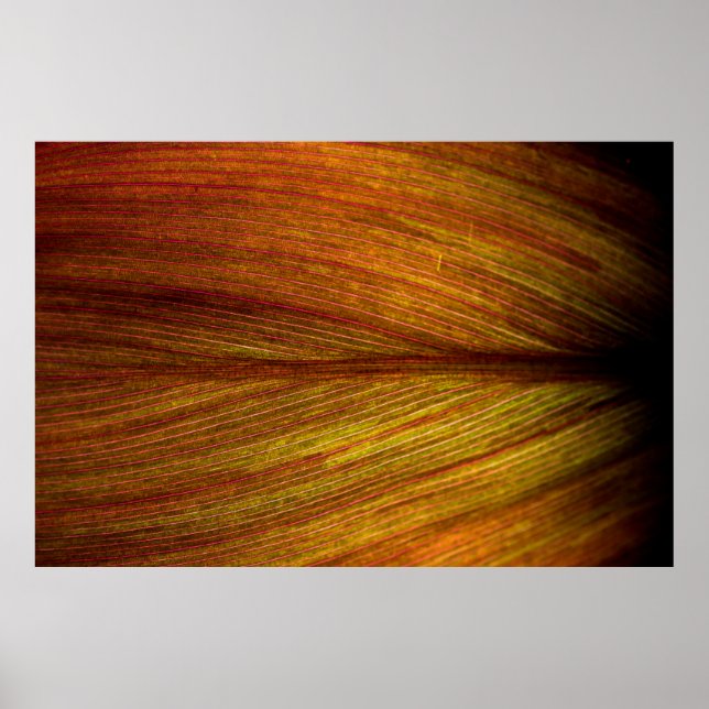 Struktur naturskyddsområde löv botany Makro Poster (Framsidan)