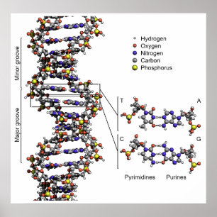 Strukturera av Deoxyribonucleic syrligt diagram Poster