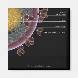Strukturera av en HIV-cell Magnet
