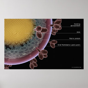 Strukturera av en HIV-cell Poster